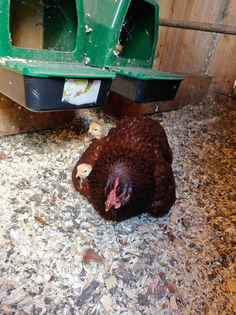 Broedeieren Rhode Island Red, Dieren en Toebehoren, Pluimvee