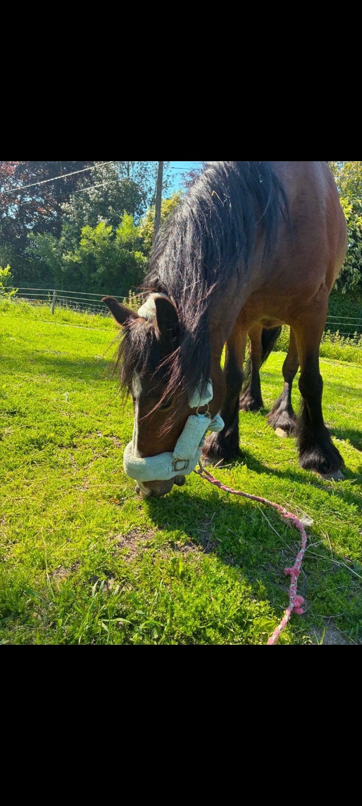 Merrie, Dieren en Toebehoren, Pony's, Merrie