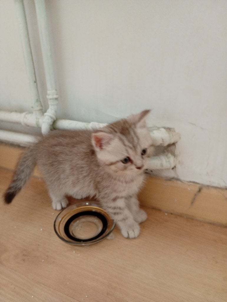 Kittens Brits Korthaar / Brits Langhaar, Dieren en Toebehoren, Katten en Kittens | Raskatten | Korthaar, Meerdere dieren, Ontwormd