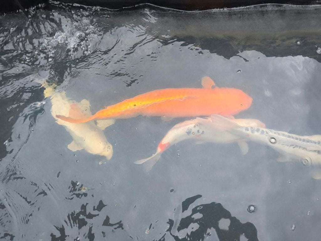 Meer dan 50 koi’s te koop – diverse kleuren en formaten, Dieren en Toebehoren, Karper of Koi