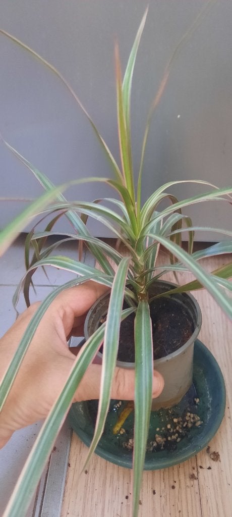 Plante Dracaena marginata tricolor, Maison & Meubles, Autres espèces, En pot, Enlèvement, 100 à 150 cm