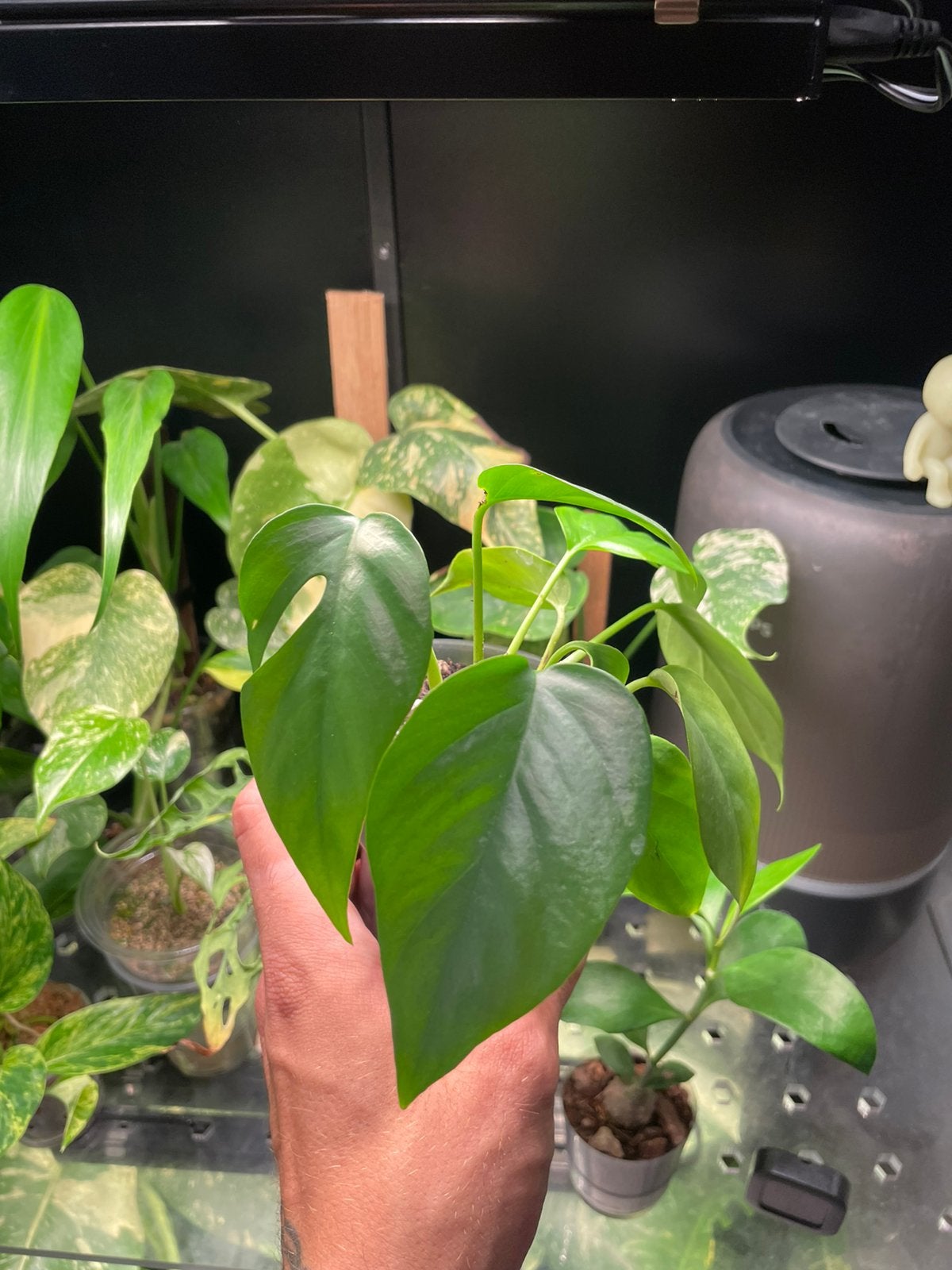 Rhaphidophora Tetrasperma, Autres espèces, En pot, Moins de 100 cm, Enlèvement