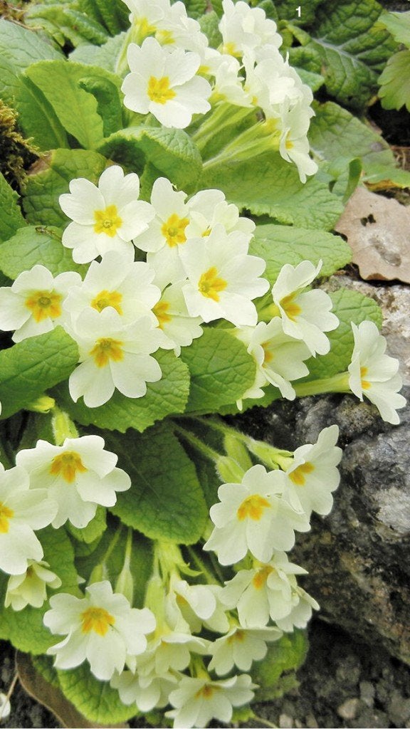5x acaulis primula in 2 liter pot   WINTER HARD, Enlèvement, Hiver
