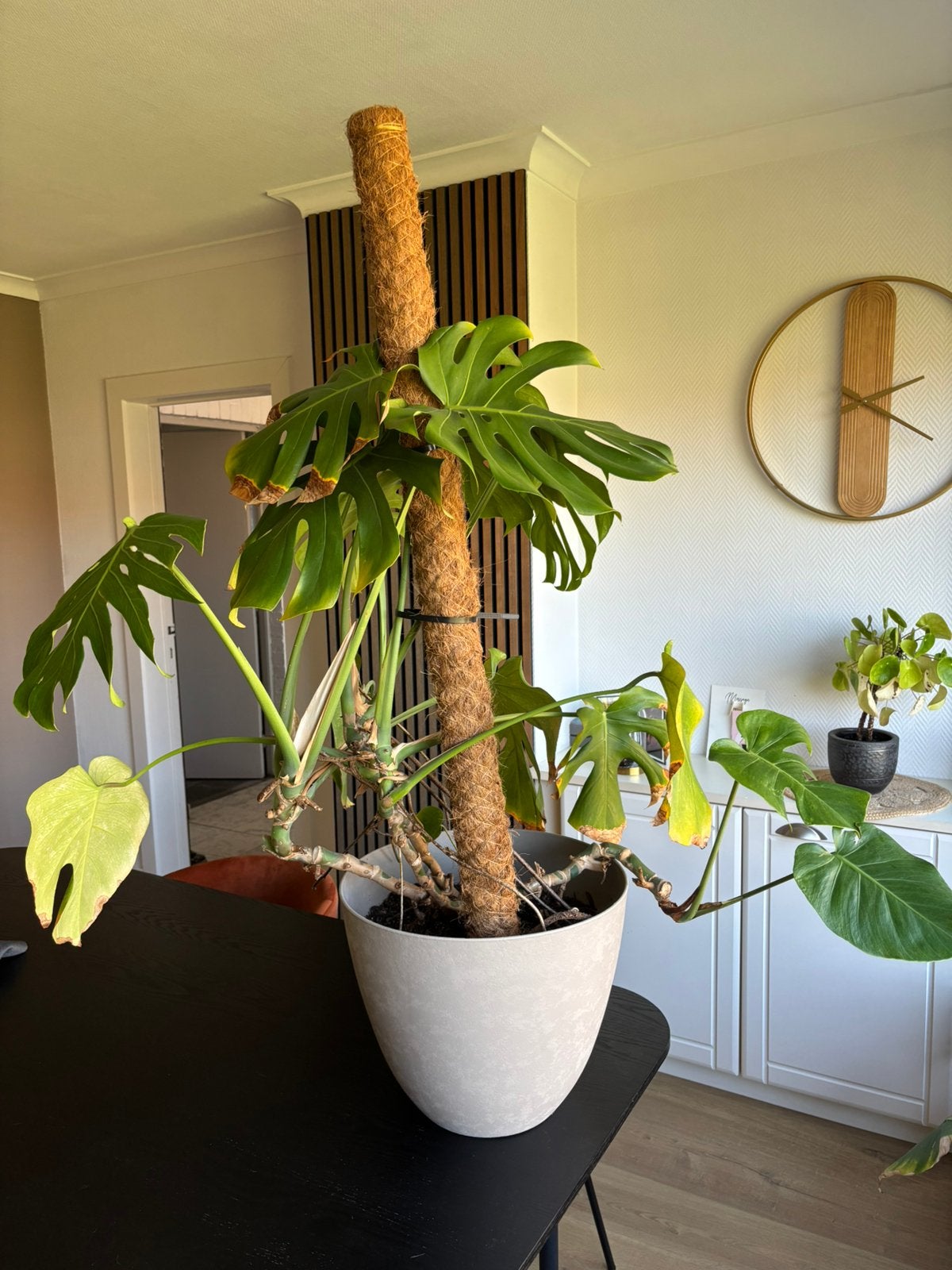 Monstera met mosstok en pot, Huis en Inrichting, Ophalen