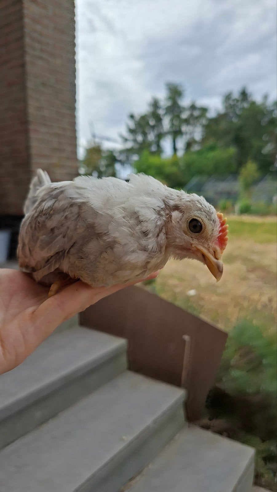 Jonge Chabo kriel kippen, Plusieurs animaux, Poule ou poulet