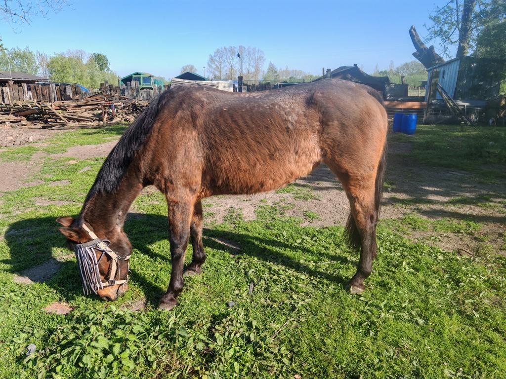 Hele lieve D pony ter adoptie, Dieren en Toebehoren, Merrie