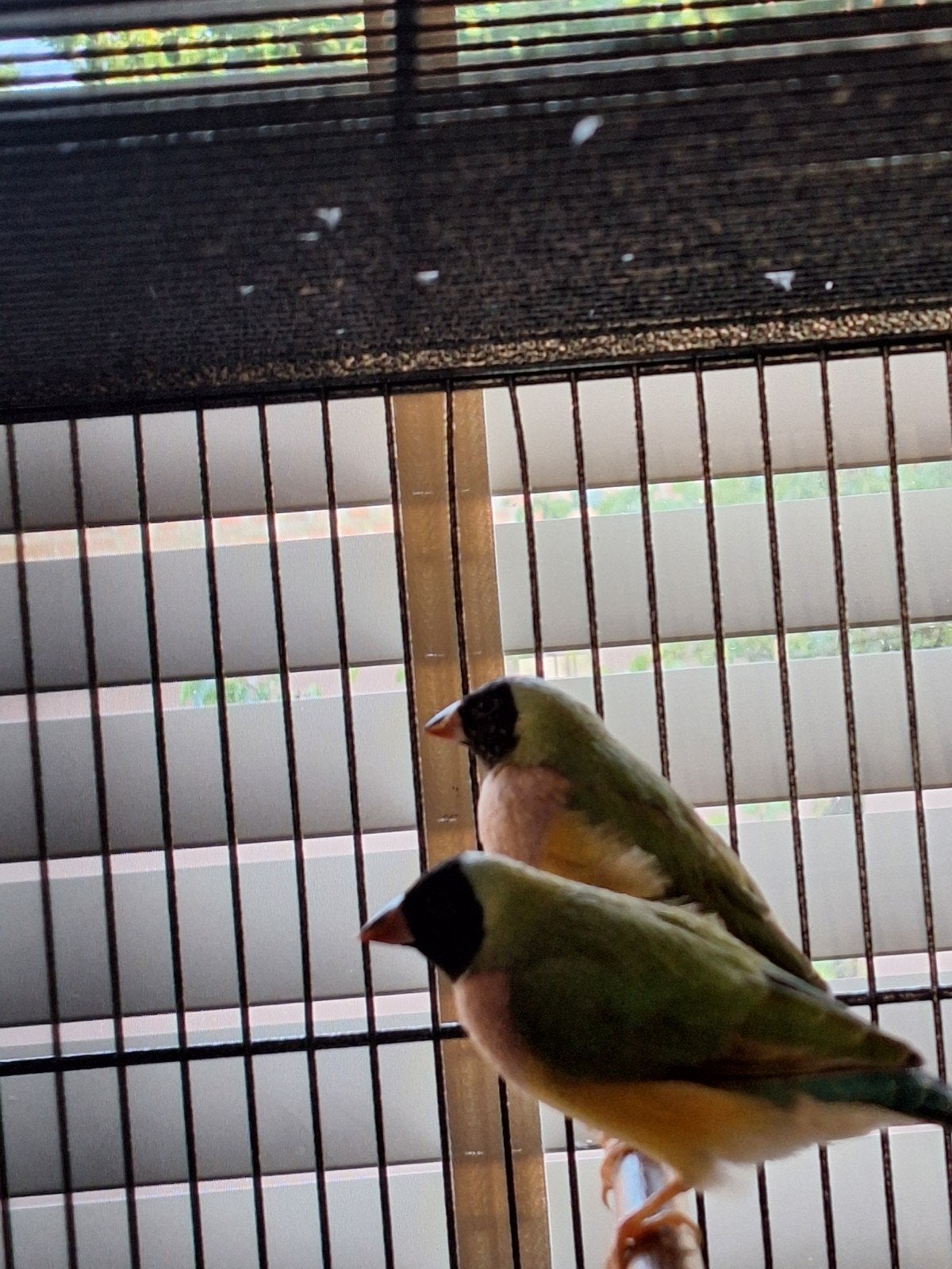 driekleur gouldamadines, Animaux & Accessoires, Sexe inconnu, Oiseau tropical