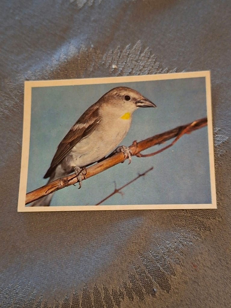 Prentje/Chromo : Indische geelkeelmus, Gebruikt, Ophalen of Verzenden, 1940 tot 1960, Dier