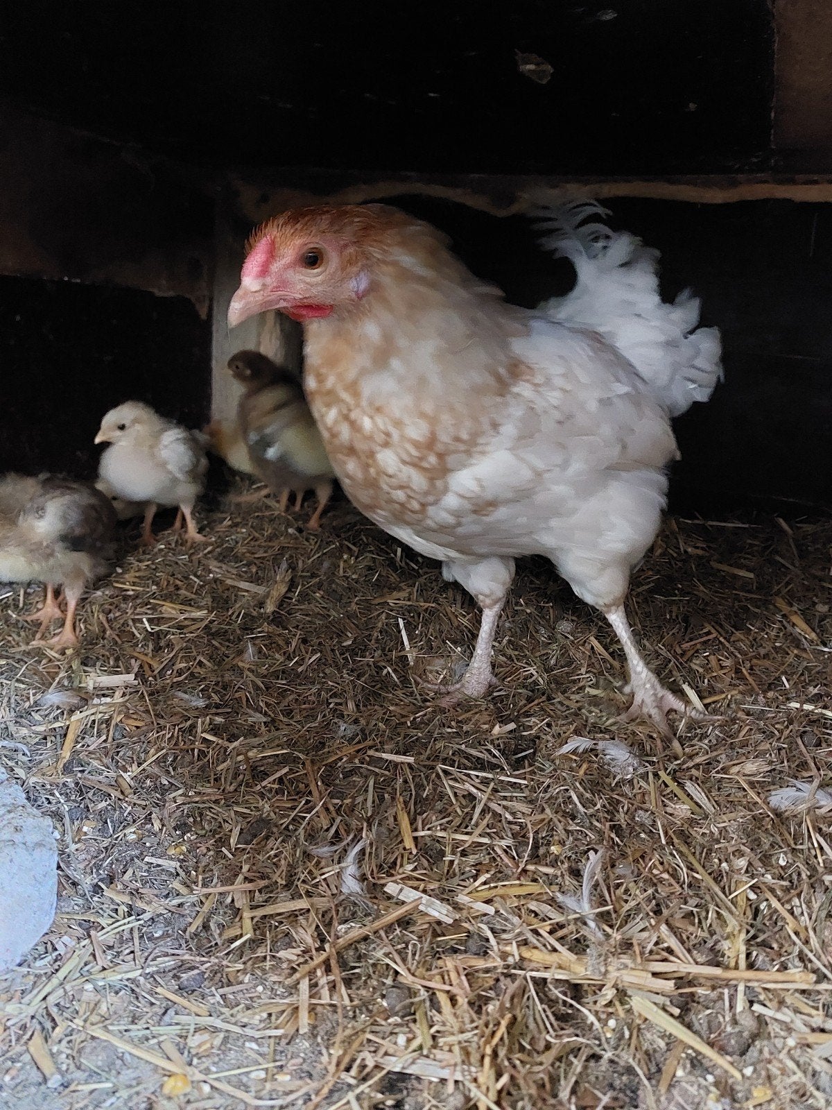 Kloek met 8 kuikens, Dieren en Toebehoren, Meerdere dieren, Kip