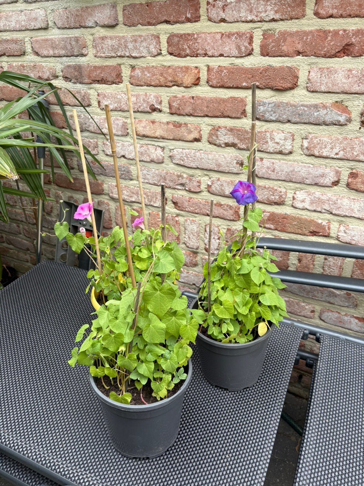 Klimplant, Tuin en Terras, Planten | Tuinplanten, Ophalen