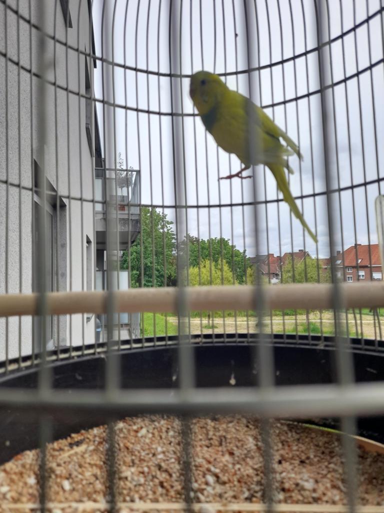 Grasparkiet geel groen, Parkiet, Geringd