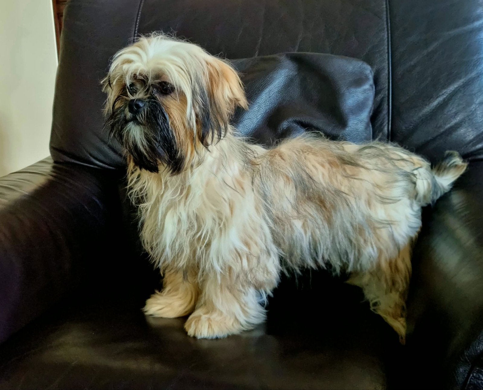chiots shih tzu, Animaux & Accessoires, Maladie de Carré (chiens), Autres races, Plusieurs, Belgique