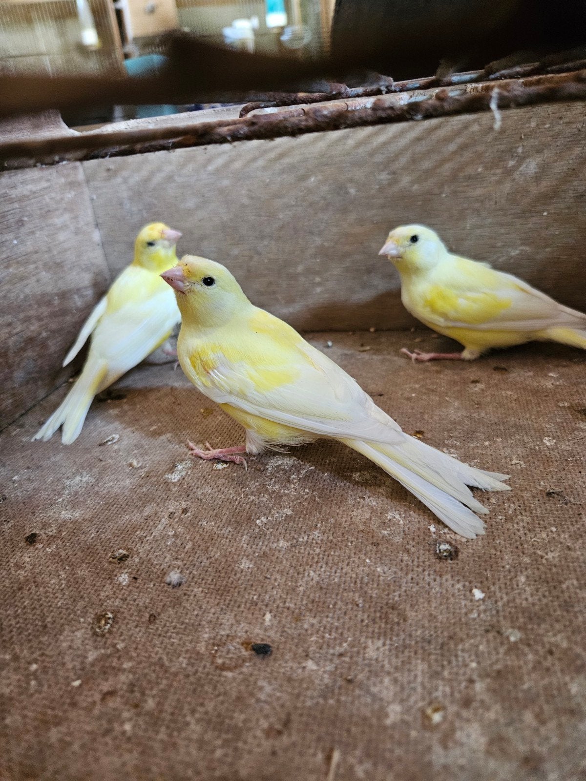 3 kanaries
