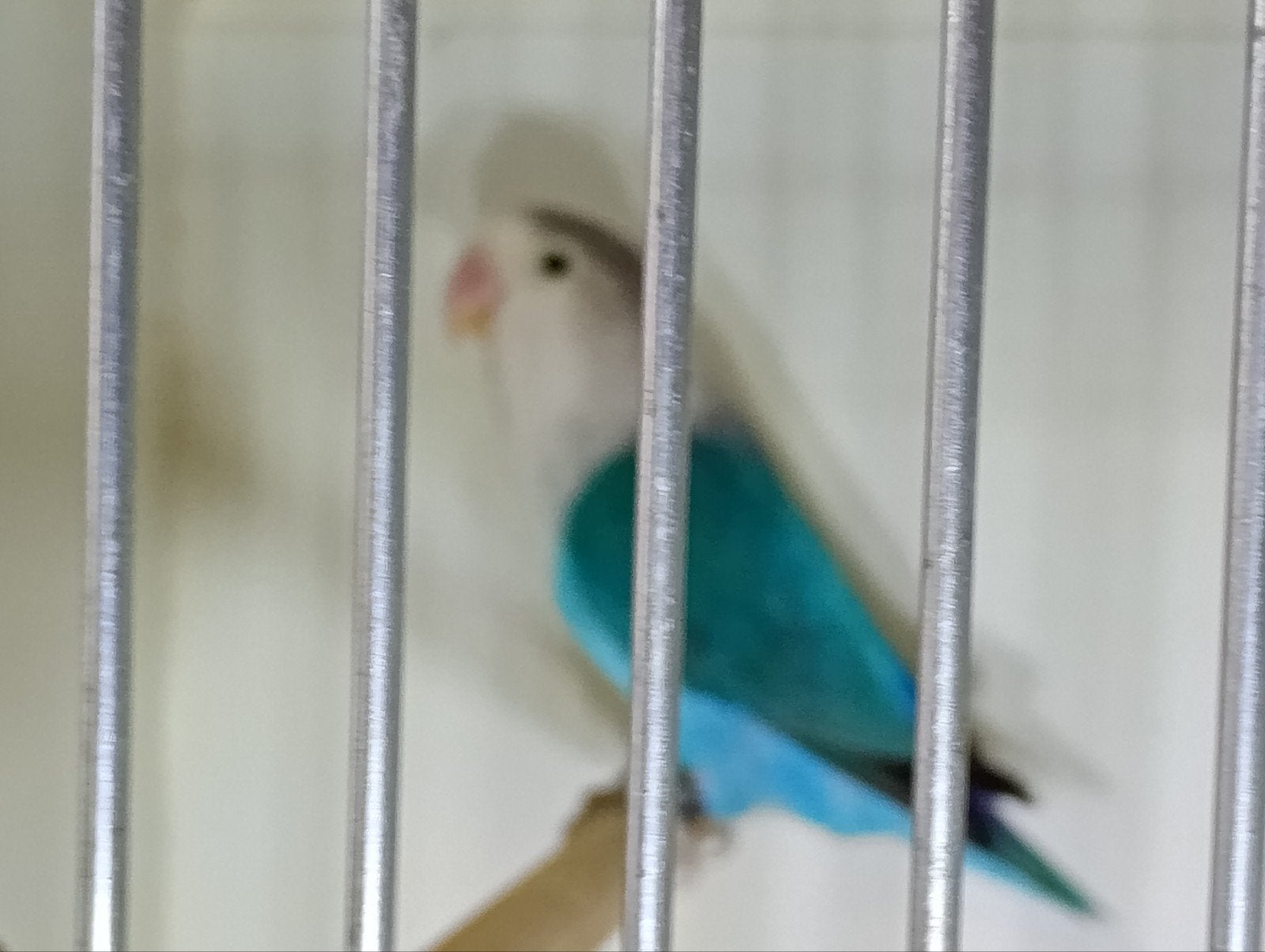 Agapornis ficheri, Dieren en Toebehoren, Vrouwelijk, Dwergpapegaai of Agapornis, Geringd