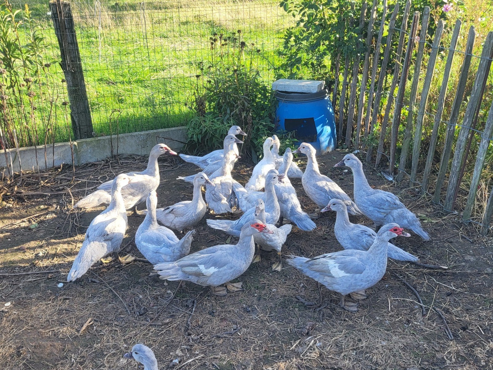 barberie gris perle, Plusieurs animaux, Canard