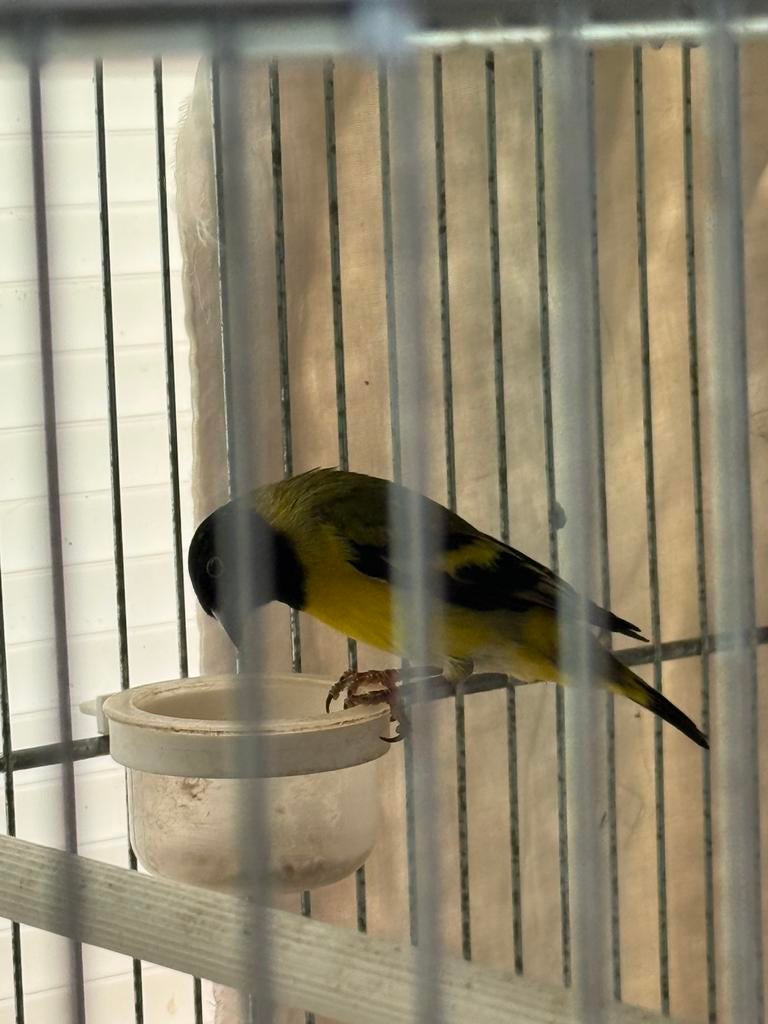 2 couples de Tarins de  magellan, Dieren en Toebehoren, Vogels | Overige Vogels, Wildzangvogel, Vrouwelijk, Tam, Geringd