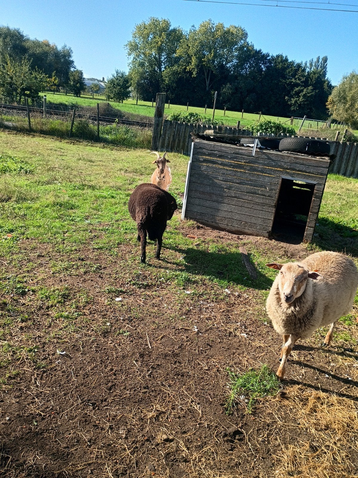 de eerste 4 fotos zijn de 2 bokken,de andere foto s zijn de, Dieren en Toebehoren
