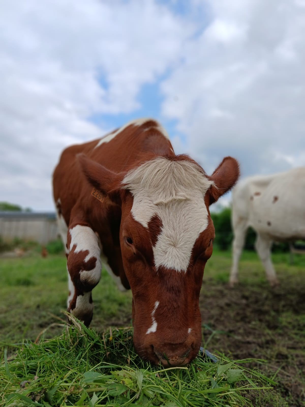 Volle oostvlaams witrode vaarzen, Animaux & Accessoires, Bovins, Femelle, 0 à 2 ans