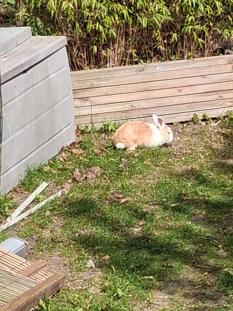 Sans lapin nain, Janvier, Femelle