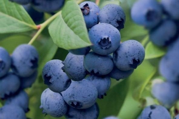 Vaccinum blauwbes, Tuin en Terras, Ophalen