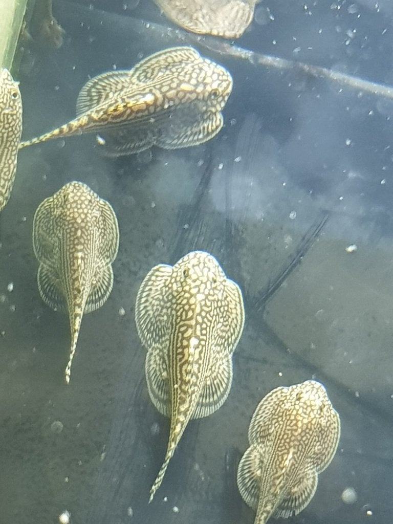 Hobbyaquarium ma 29  juni vissen/garnalen ophalen Ravels, Dieren en Toebehoren