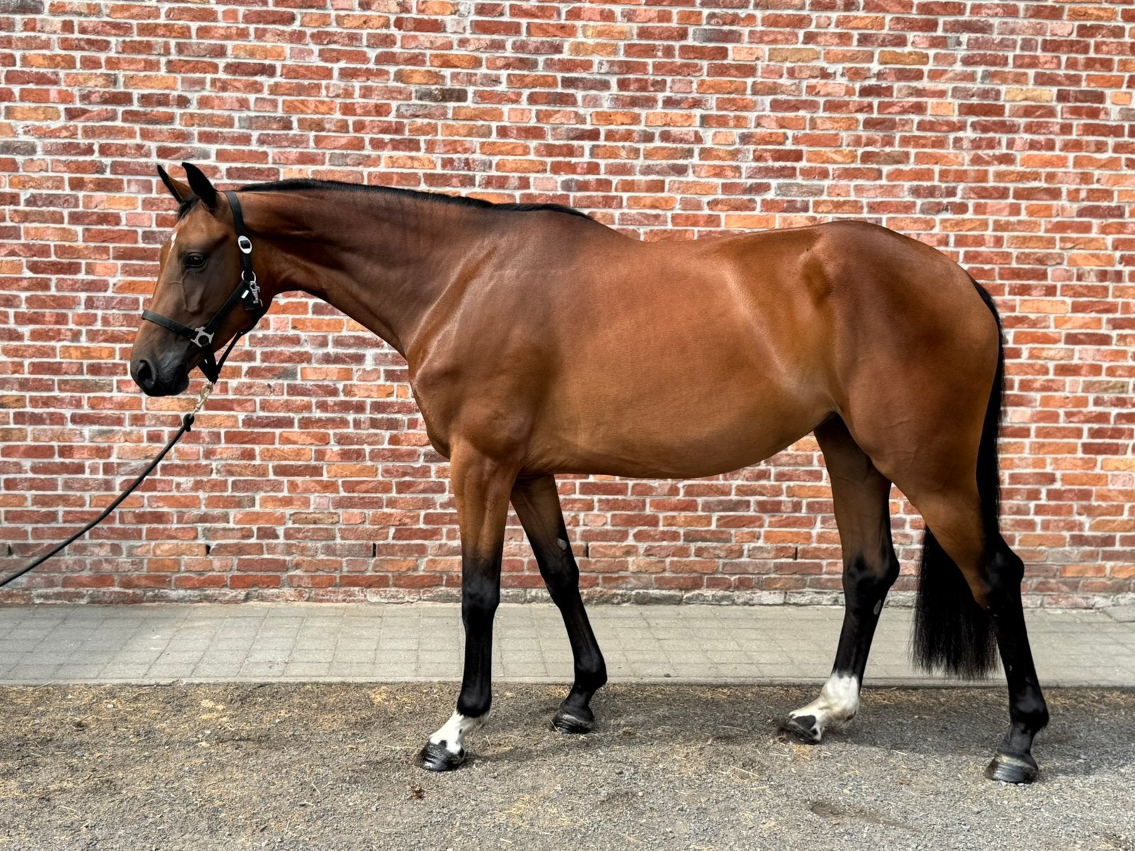 2 fijne 3jarige paarden met kwaliteit, Animaux & Accessoires, Chevaux, Avec pedigree, 165 à 170 cm, Non dressé, Cheval de saut