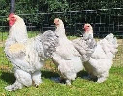 Brahma isabel broedeieren
