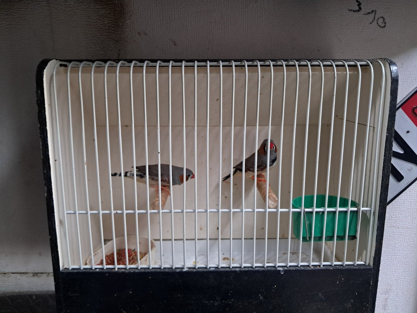 twee zebravinken  met kooi  30 euro