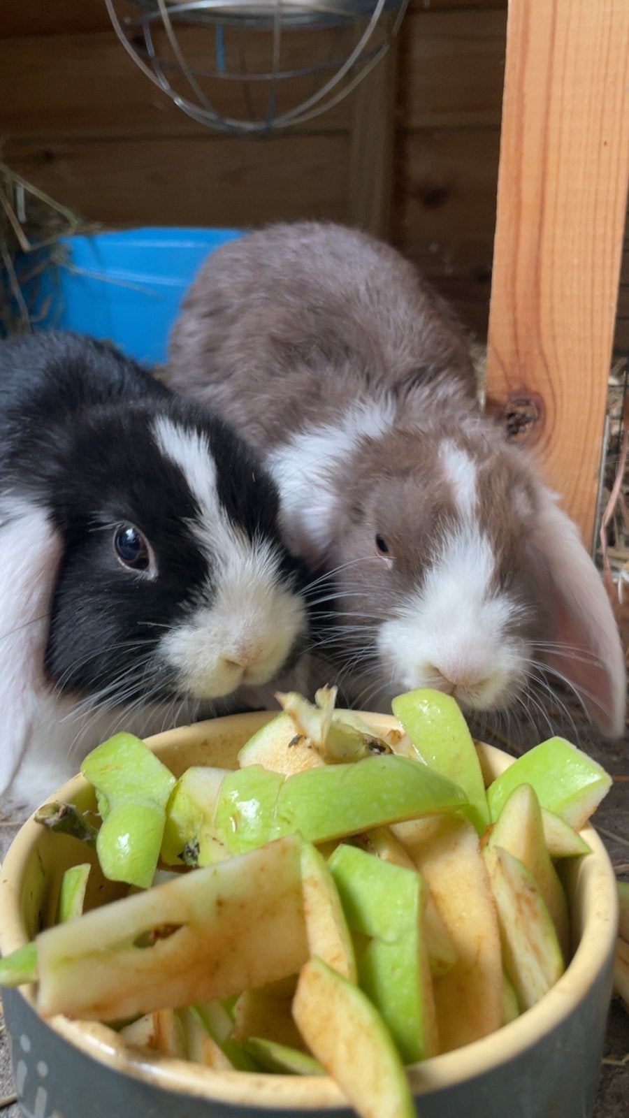 Super lieve konijntjes te koop, Dieren en Toebehoren, Konijnen, Dwerg, Hangoor