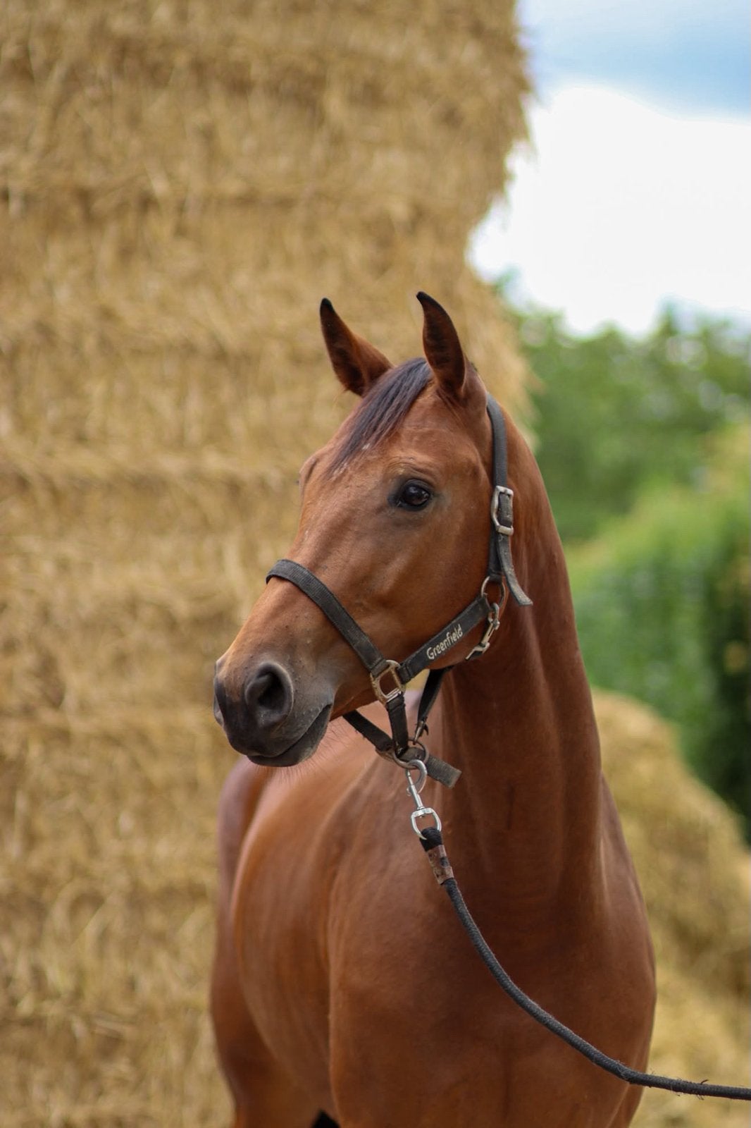 Brave 4 jaar, Avec pedigree, 160 à 165 cm, Cheval de récréation, Jument