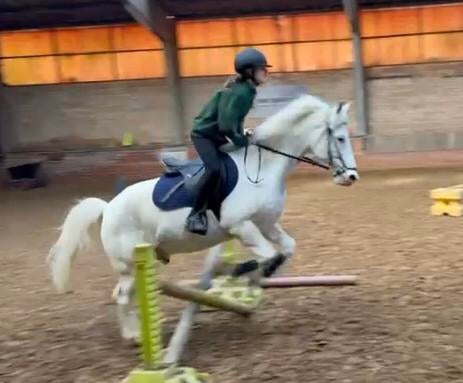 Verzorg pony/ paard gezocht, Dieren en Toebehoren