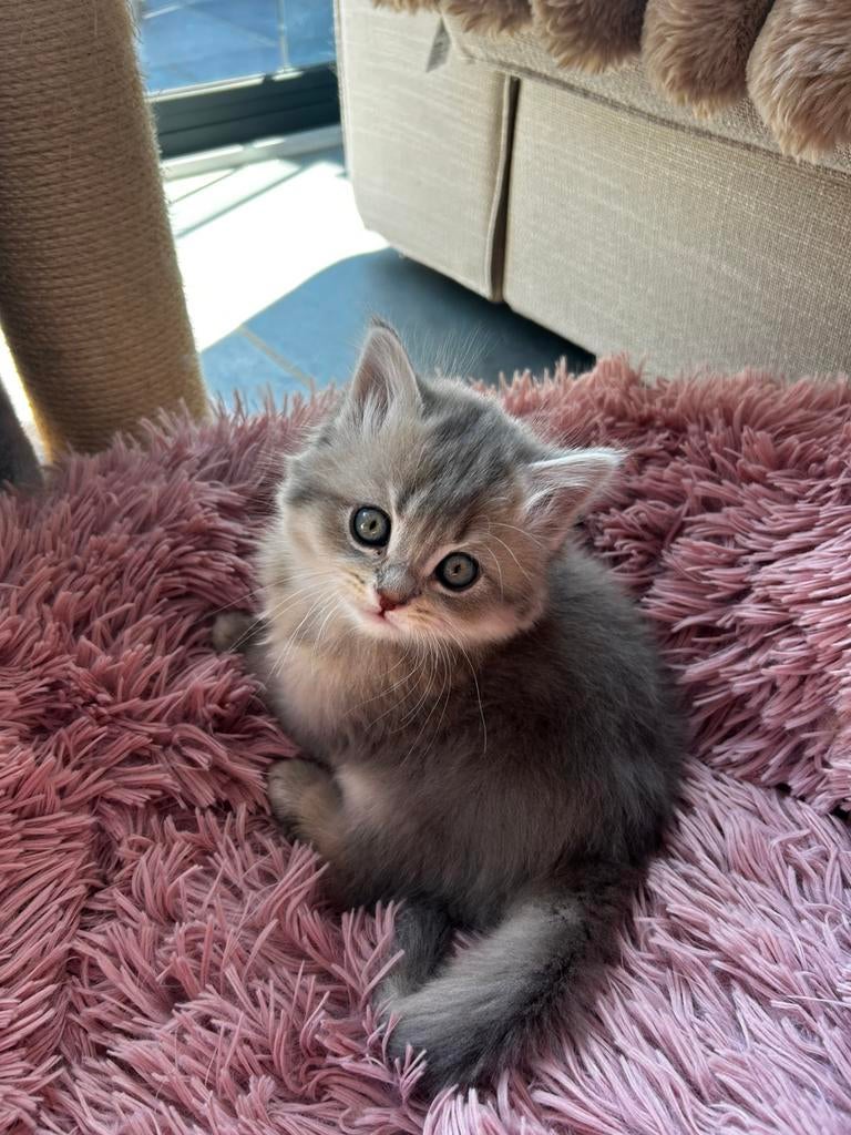 Britse blauw silver shaded kitten, Kater, Gechipt, 0 tot 2 jaar