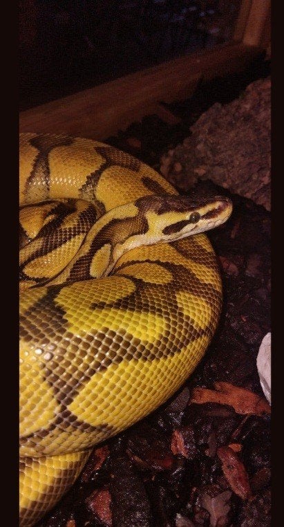 4 Tamme Konings Pythons (Ball Pythons), Animaux & Accessoires, Reptiles & Amphibiens | Accessoires, Enlèvement