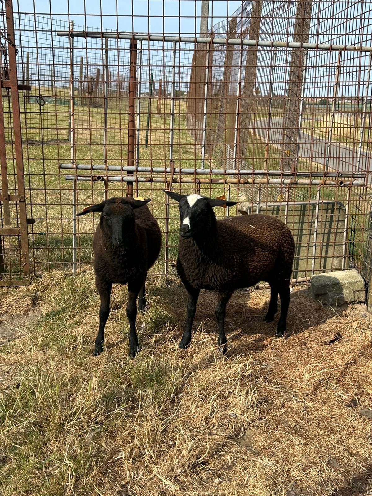 2 mooie jonge ooitjes schapen kruising zwartbles, Animaux & Accessoires, Moutons, Chèvres & Cochons, Femelle, Mouton