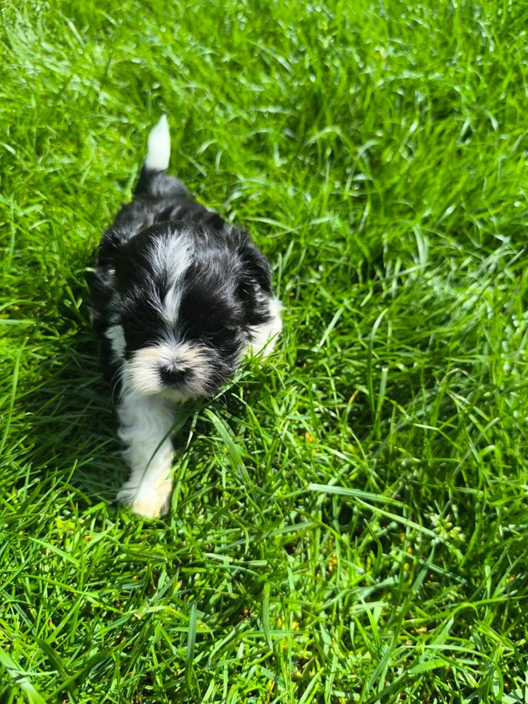 Chiots Boomer, Animaux & Accessoires, Chiens | Chihuahuas & Chiens de compagnie, Plusieurs animaux, Bichon maltais, Éleveur | Professionnel