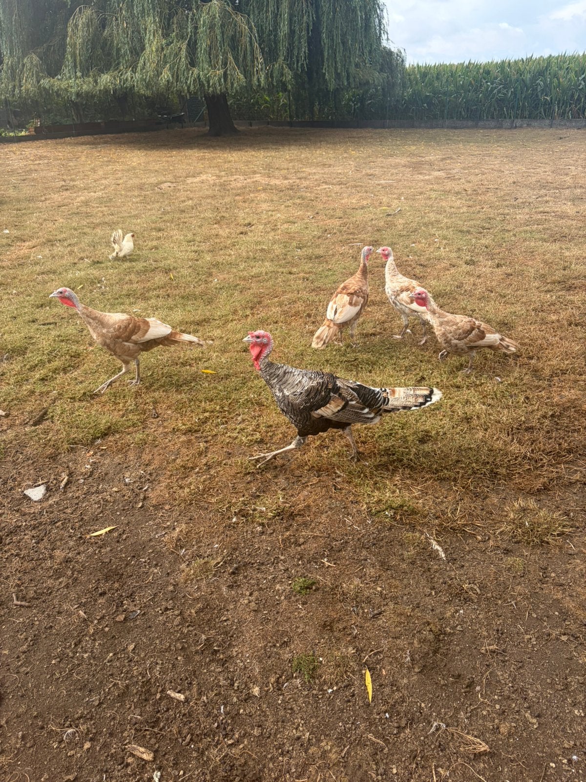 Ronquiere kalkoenen, Dieren en Toebehoren, Meerdere dieren, Kalkoen