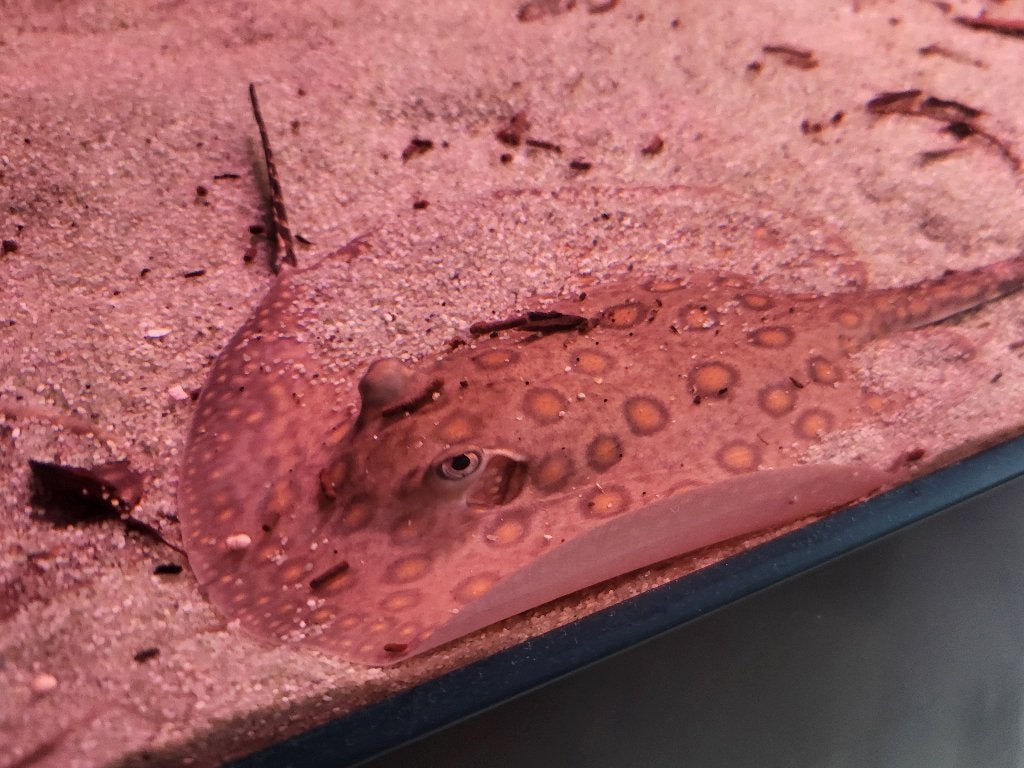 Tekoop mini marble pup vrouw, Dieren en Toebehoren, Vissen | Aquariumvissen, Vis, Zoetwatervis