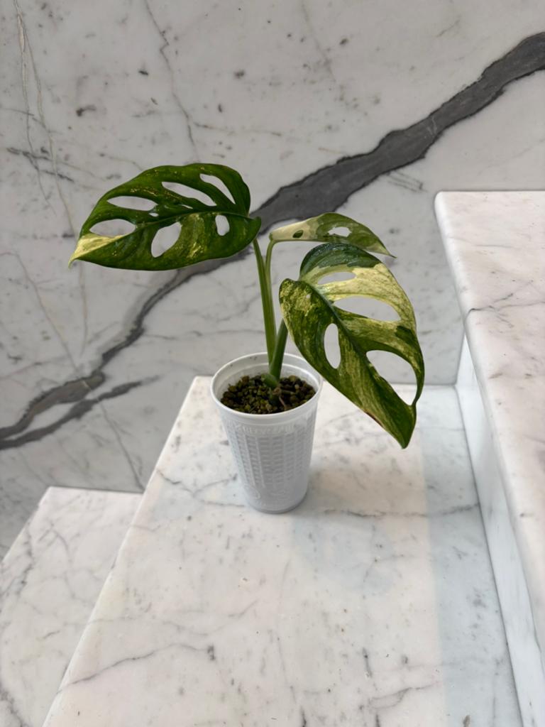 Monstera Adansonii Variegata (Aurea), Maison & Meubles, Plantes d'intérieur, Enlèvement ou Envoi