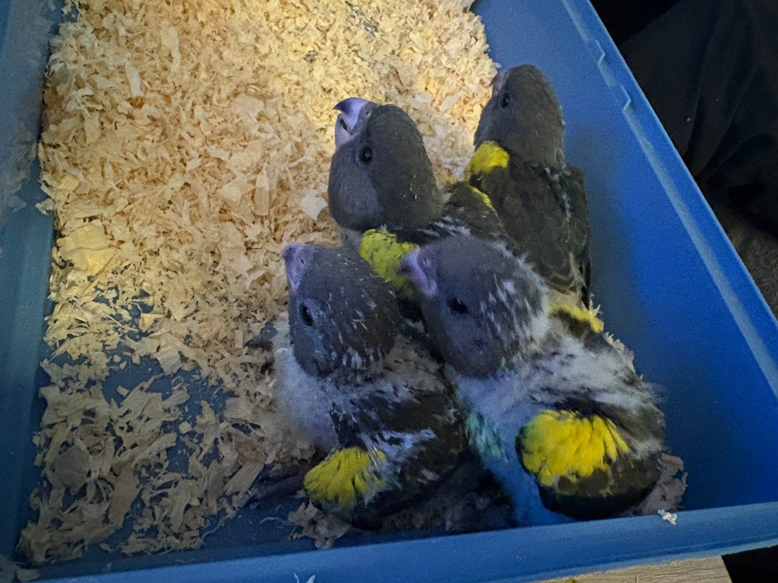 prachtige jonge meyerpapegaaien, Dieren en Toebehoren, Vogels | Parkieten en Papegaaien, Geslacht onbekend, Papegaai, Geringd