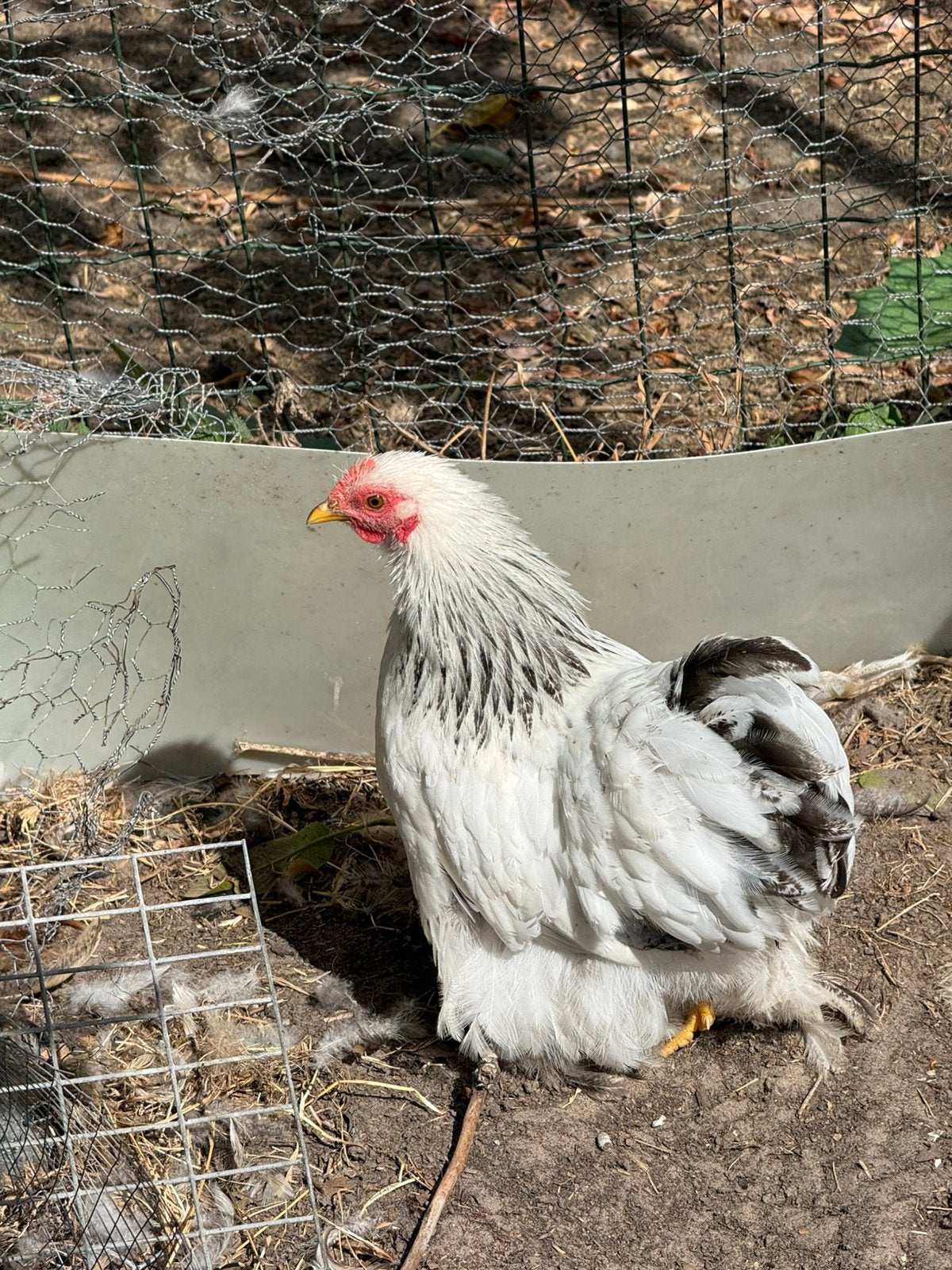 Cochinkriel hen wit-zwartcolumbia, Dieren en Toebehoren, Pluimvee