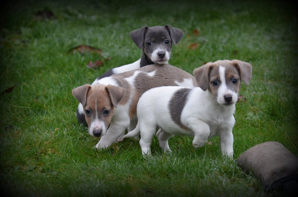 Jack Russell pups blauw/lilac, België, Jack Russell Terriër, CDV (hondenziekte), 8 tot 15 weken