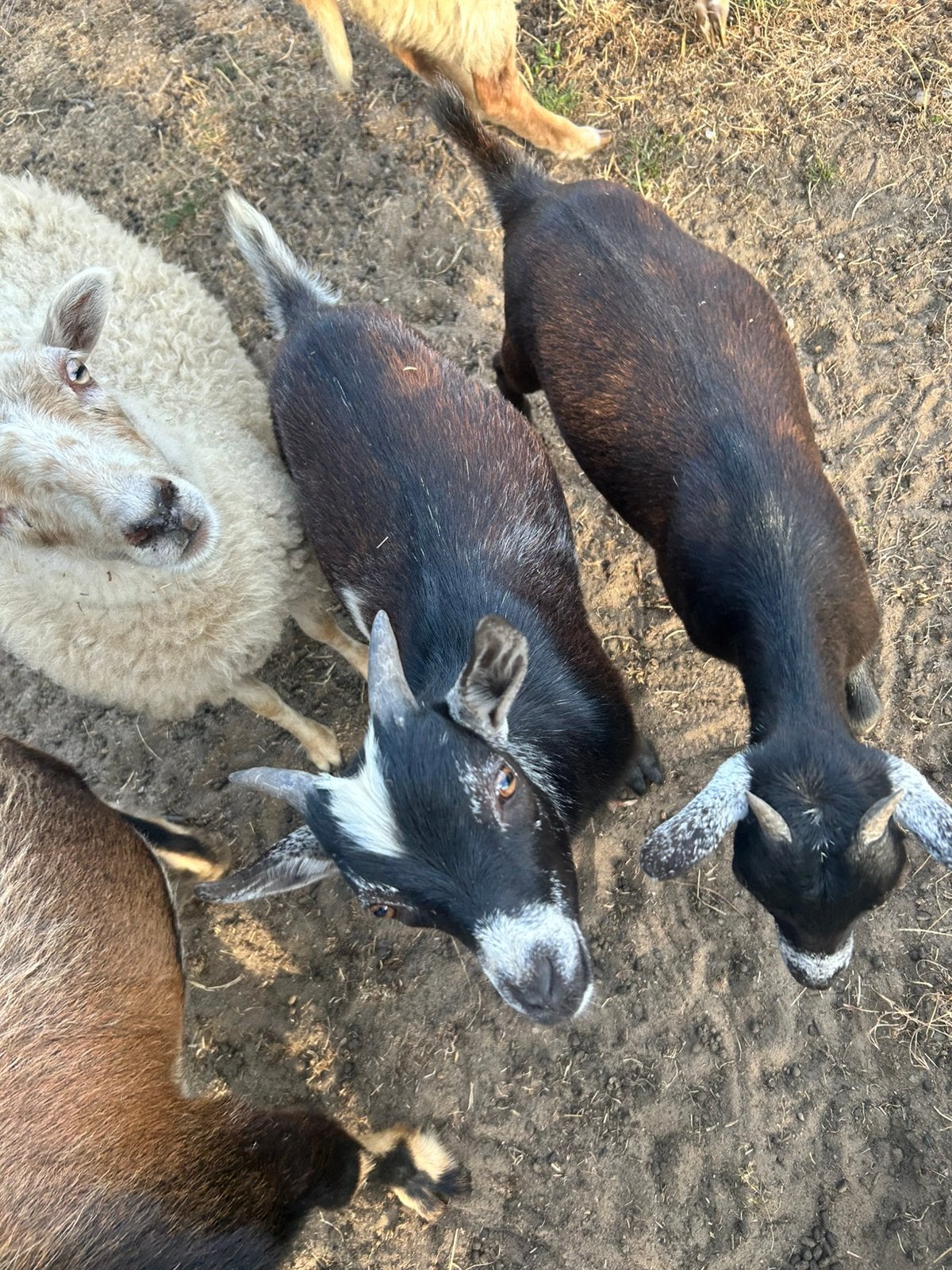 Jonge geitenbok (maart 26), Dieren en Toebehoren, Mannelijk, Geit, 0 tot 2 jaar