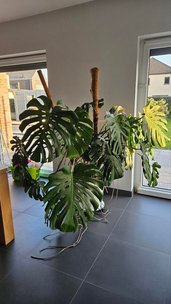 Grote Monstera Deliciosa (kamerplant) – eyecatcher!, Huis en Inrichting, Kamerplanten, Ophalen
