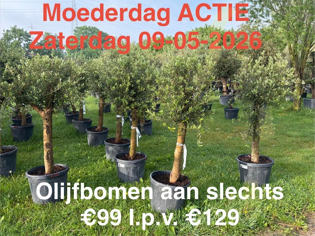 ‼️Moederdag actie bij PROMOplant‼️, Tuin en Terras, Ophalen