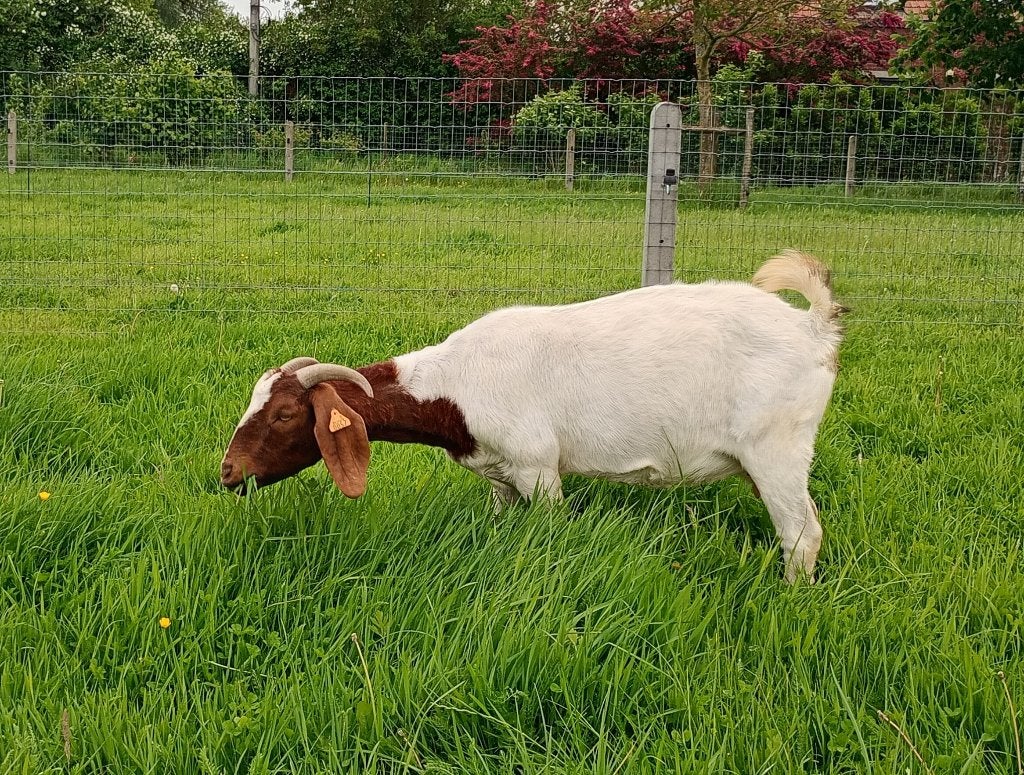 Boergeit met stamboek, Dieren en Toebehoren, Schapen, Geiten en Varkens, Vrouwelijk, Geit, 0 tot 2 jaar