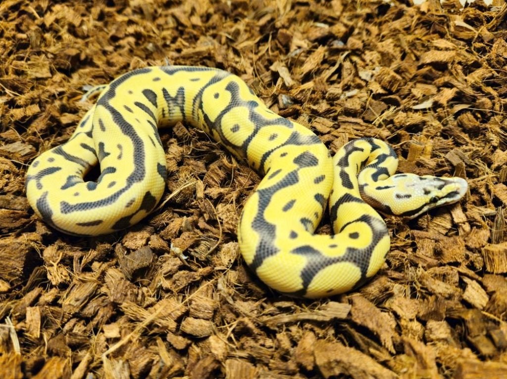 Diverse Desert Ghost Morphs CRAZY PRICES - 150 EURO PER STUK, Dieren en Toebehoren, Slang, 0 tot 2 jaar