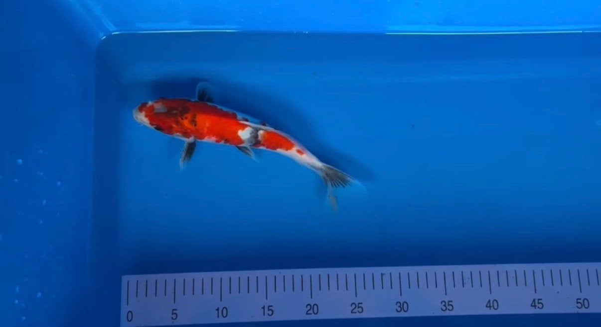 Carpes koï