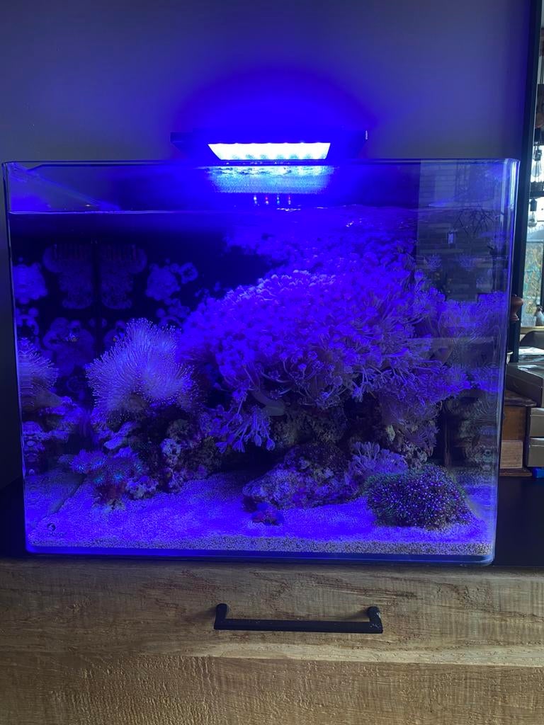 Bleu marine reef 90 1,5 jaar oud, Dieren en Toebehoren, Ophalen, Zo goed als nieuw