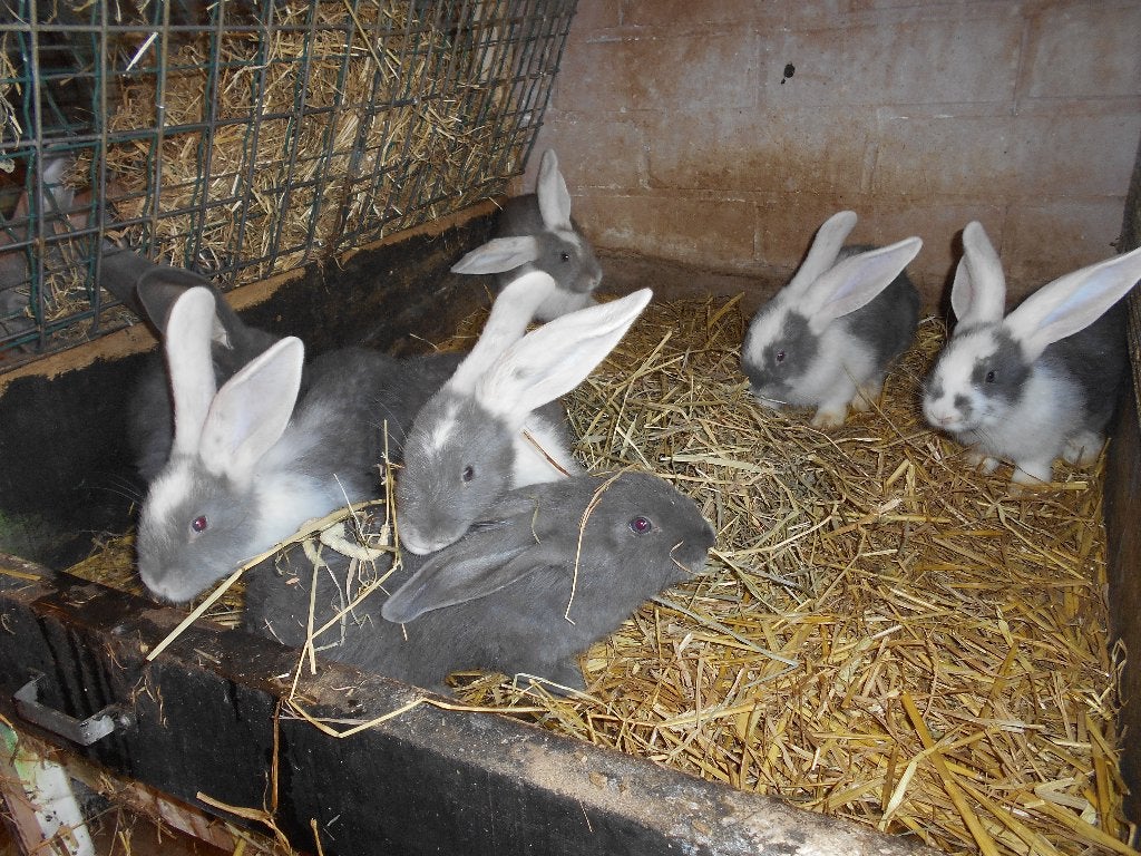 nestje konijnen, Plusieurs animaux, Grand, 0 à 2 ans
