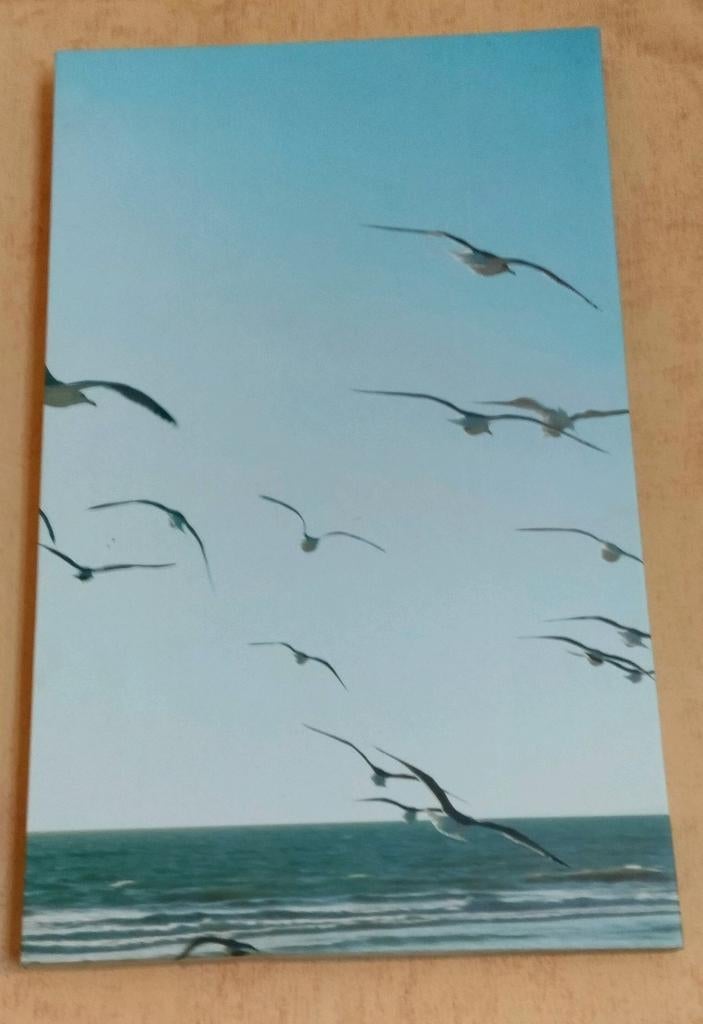 Decoratieve canvasfoto zeemeeuwen, Ophalen